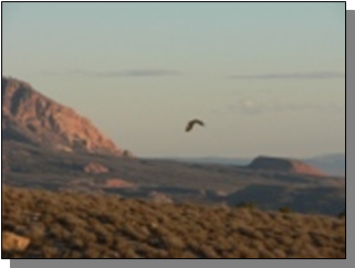 Utah Golden Eagle Owl