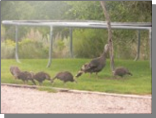 Utah Rio Grande Turkey hen with brood