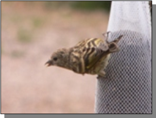 Utah Pine Siskin in Bullion Canyon