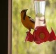 Oriole robs sugar water