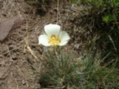 Utah Sego Lily