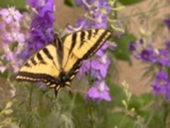 Tiger Swallowtail at Bullion Creekside Retreat
