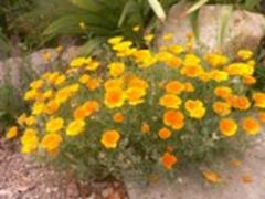 California Poppy at Bullion Creekside Retreat
