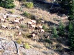 elk harem on Monroe Mountain