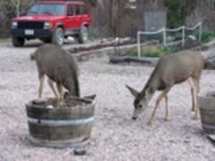 mule deer does walking through the yard