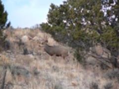 rutting mule deer buck