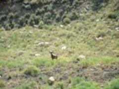 Desert Bighorn near Range Creek