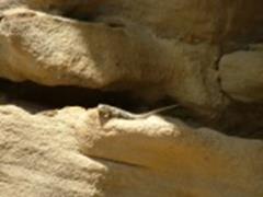 dry creek lizard