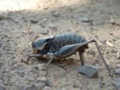 Mormon Cricket
