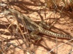 Leopard Lizard near the Paiute Trail