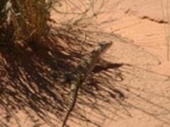 Utah Leopard Lizard