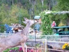 Raiding the bird feeder