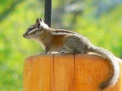 Utah Chipmunk