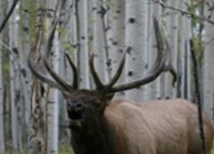 Bull Elk bugling near where the famous Spider Bull was taken on Monroe Mountain near Marysvale Utah and the Paiute Trail.