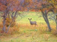 Paiute Trail scene