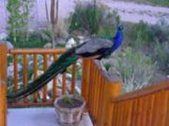 Feral Peacock