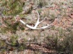 mule deer shed utah