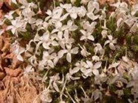 Wildflowers at Casto Canyon Trail
