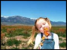 Elbow ranch globemallows